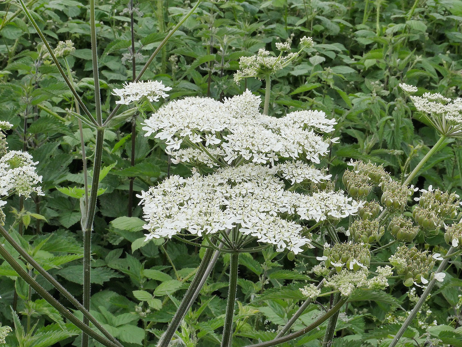 Hogweed Forage UK