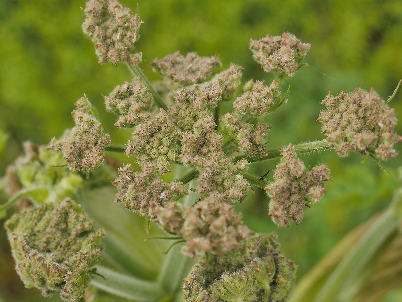 Hogweed Forage UK