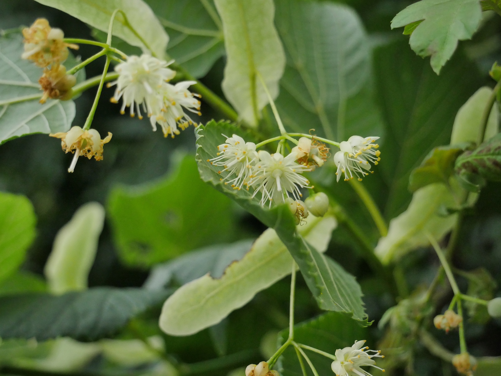 Lime Tree – Forage UK