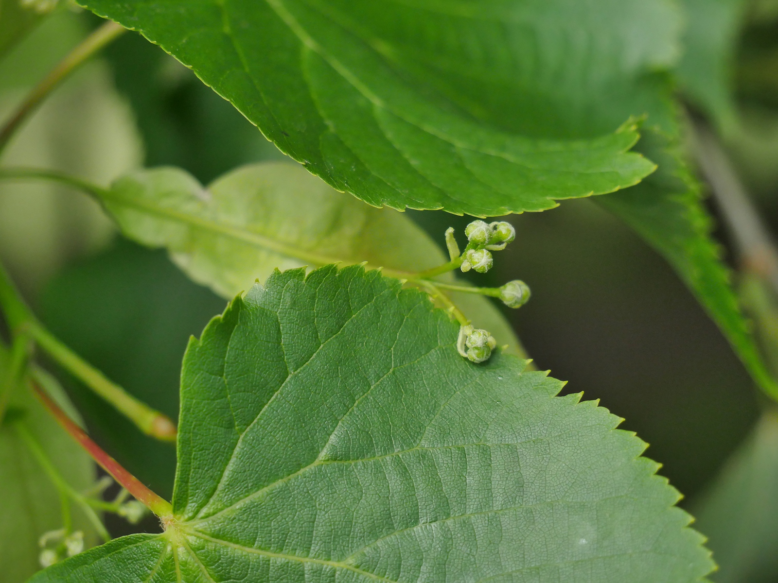 lime tree sap