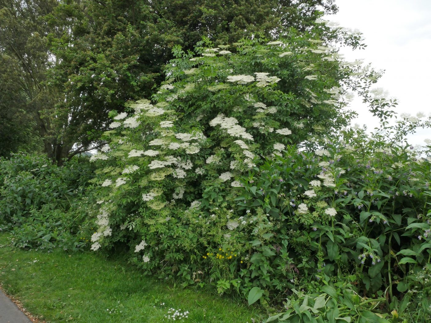 Elder Tree Forage UK