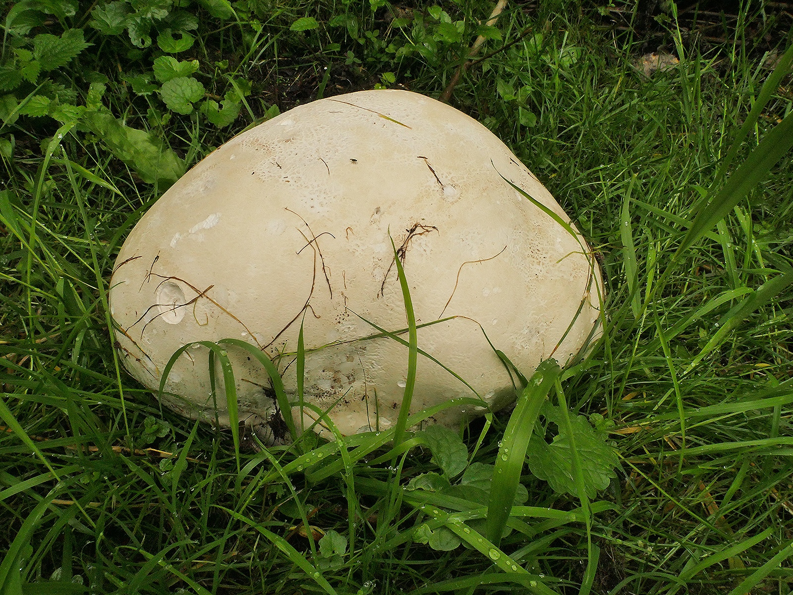 Giant Puffball – Forage UK
