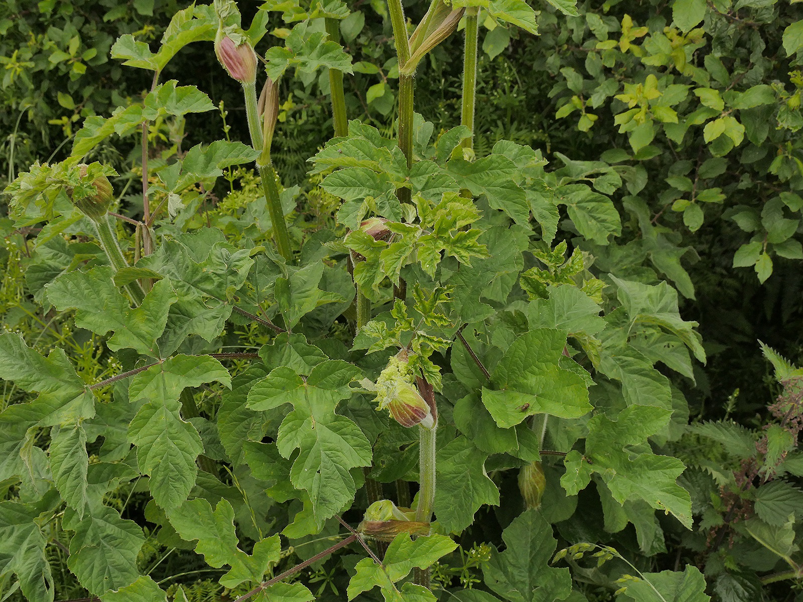 Hogweed Forage UK