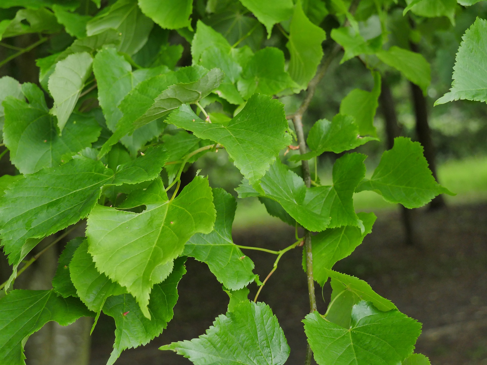 Lime Tree – Forage UK
