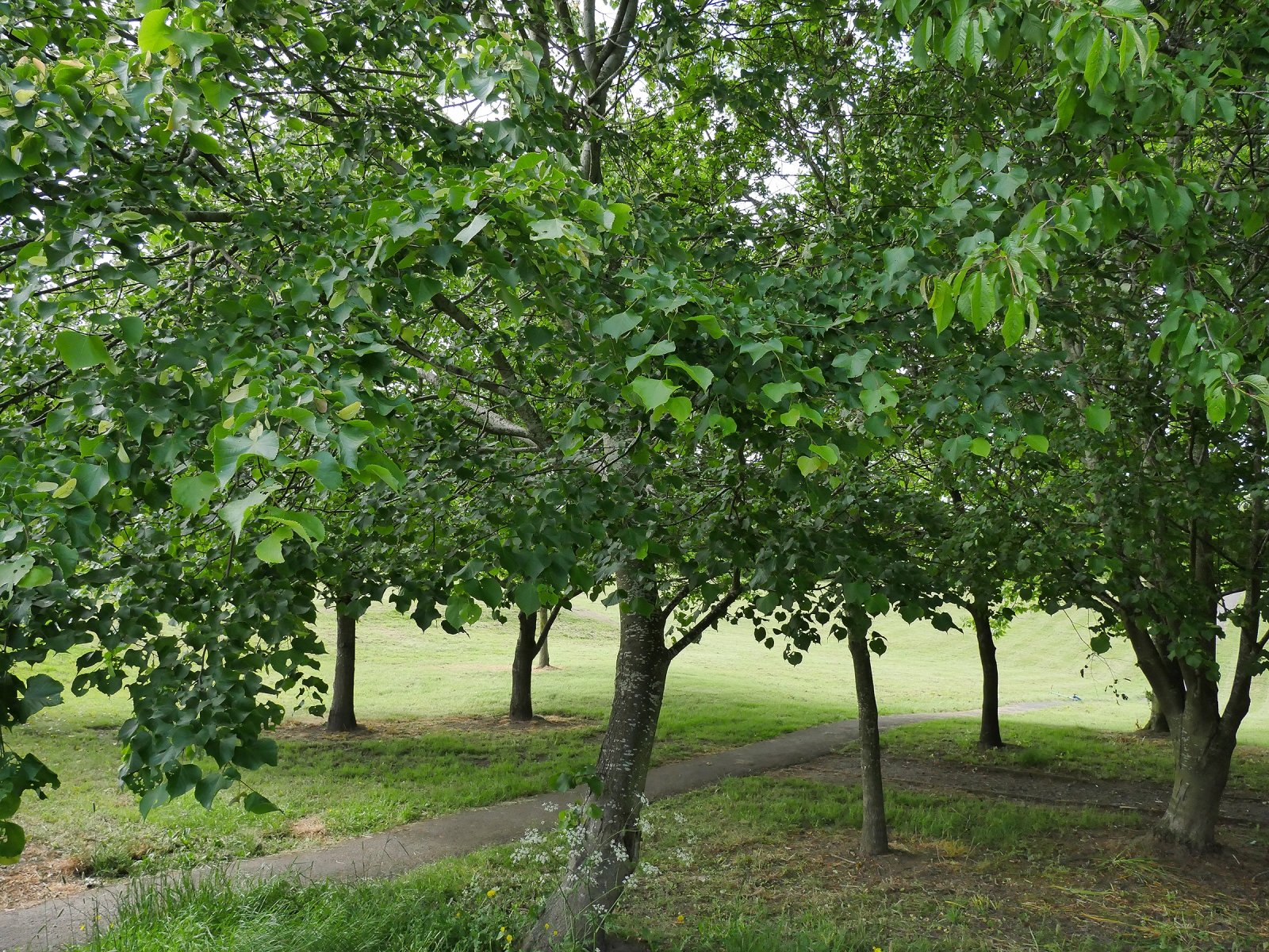 Lime tree forage uk