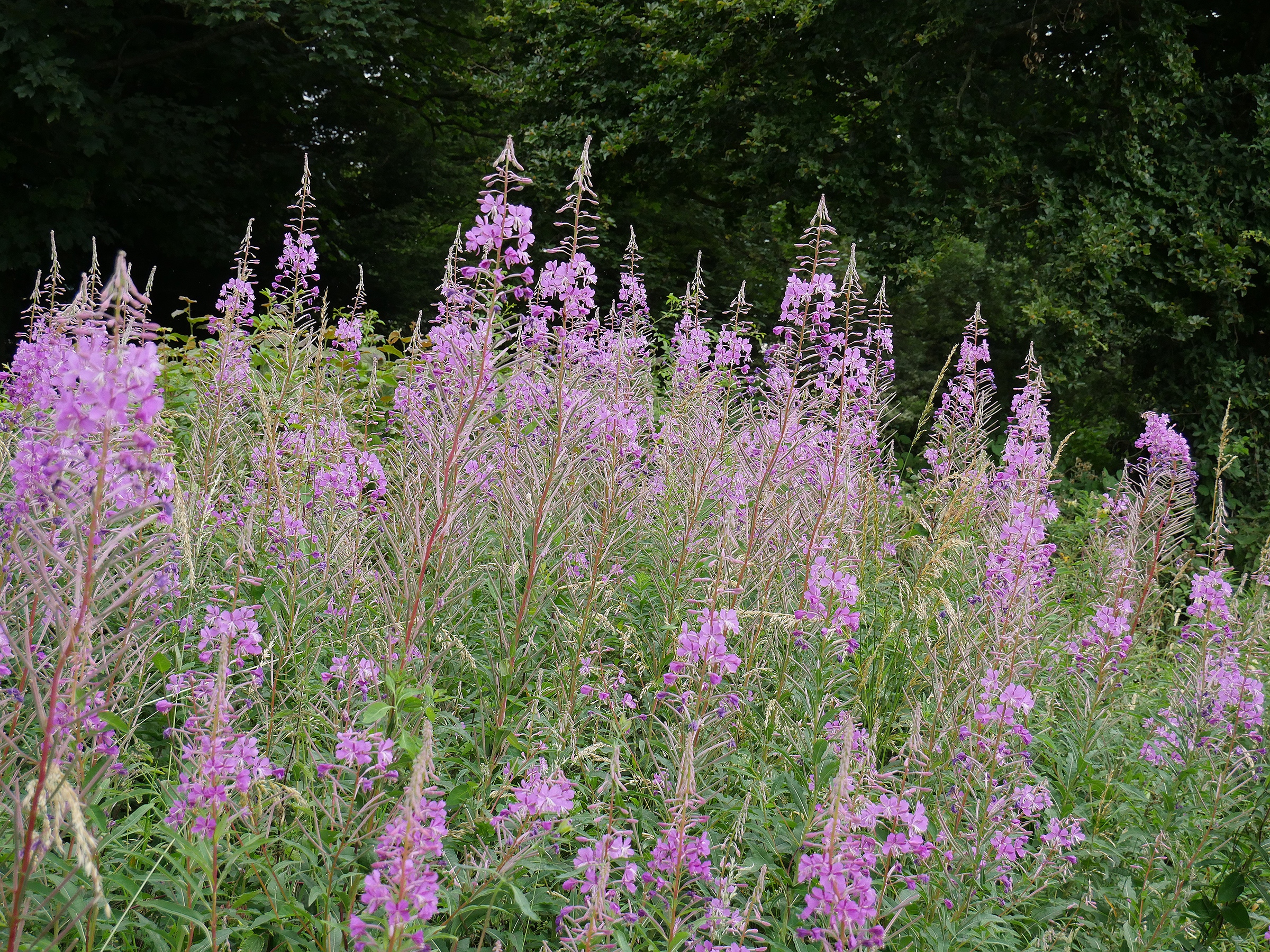 Rosebay Willowherb – Forage UK