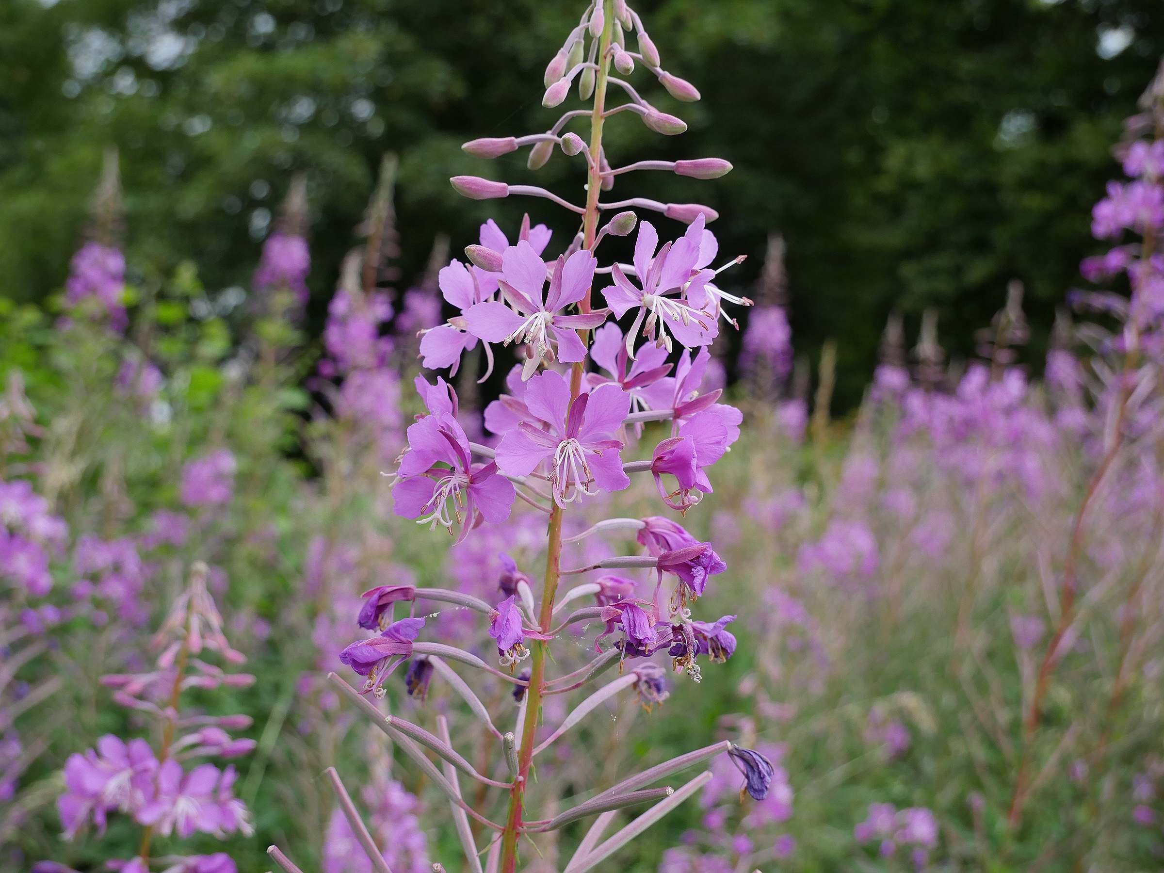 Rosebay Willowherb Forage UK