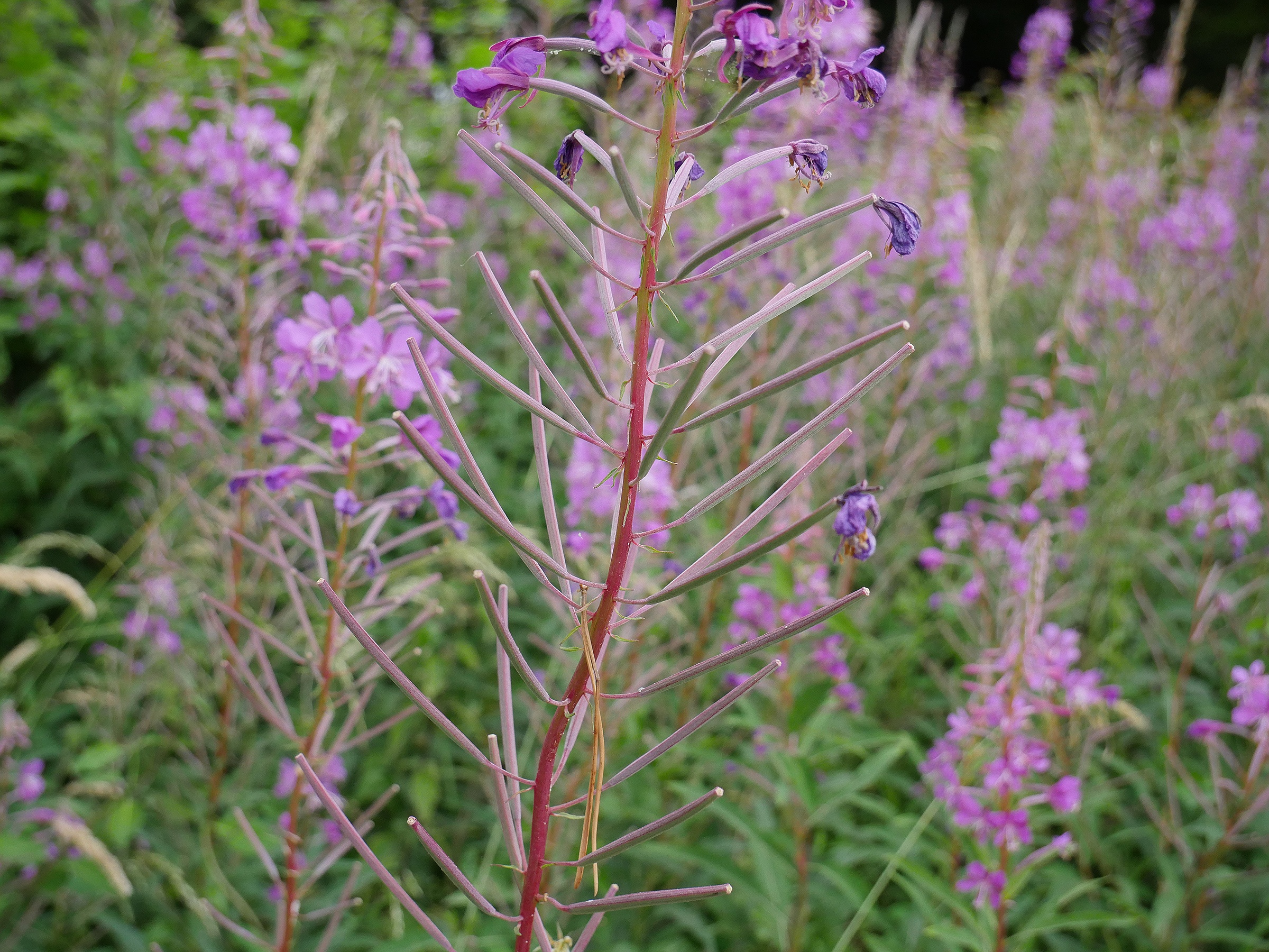 Rosebay Willowherb – Forage UK