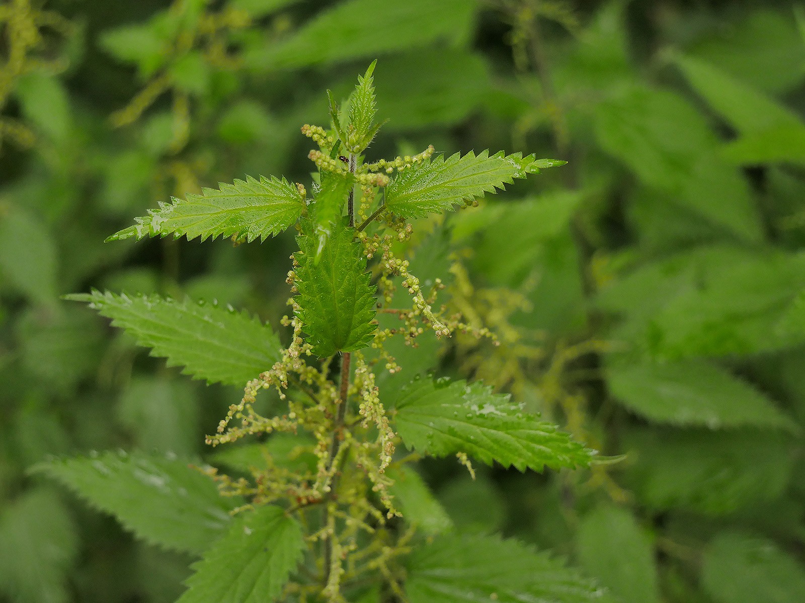 Stinging Nettle Forage UK