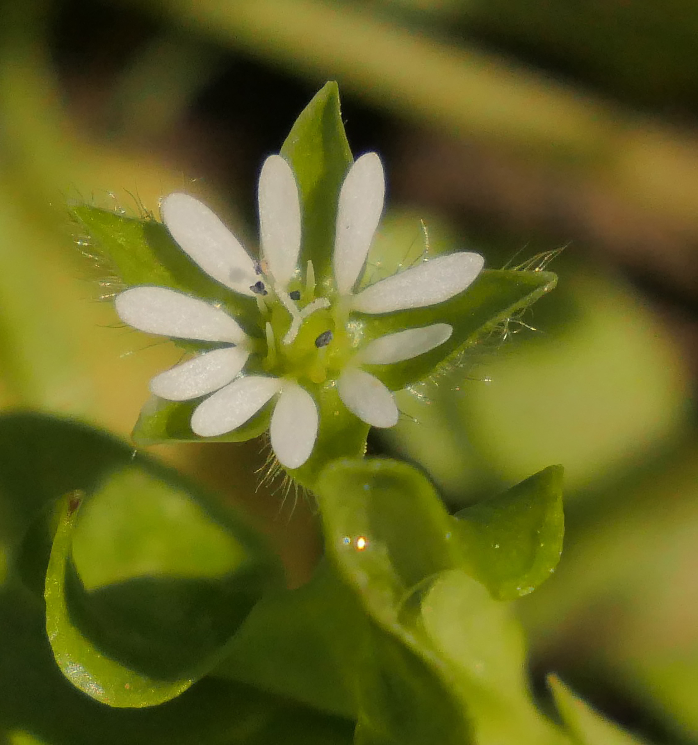 Chickweed