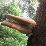 Dryad's Saddle