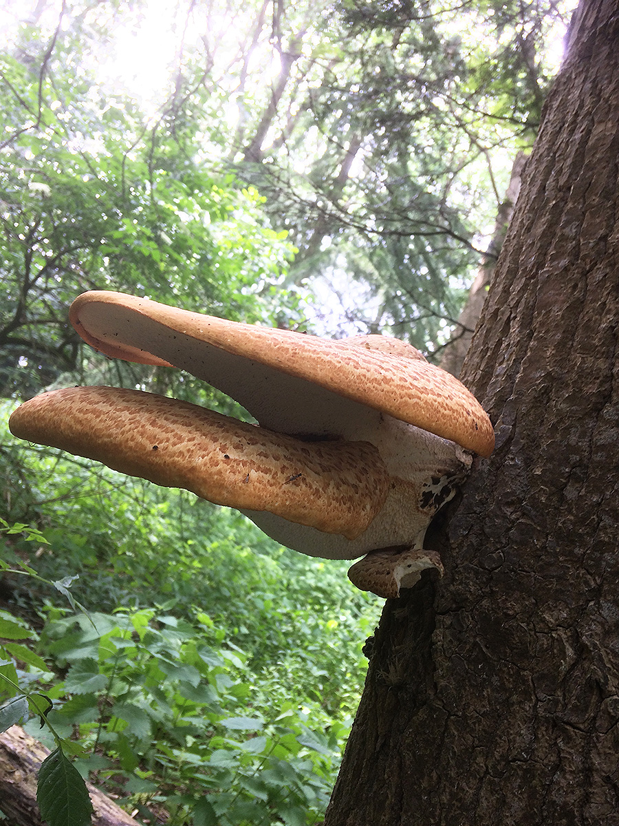 Dryad's Saddle