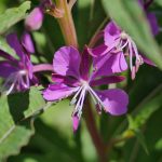 Rosebay willow herb