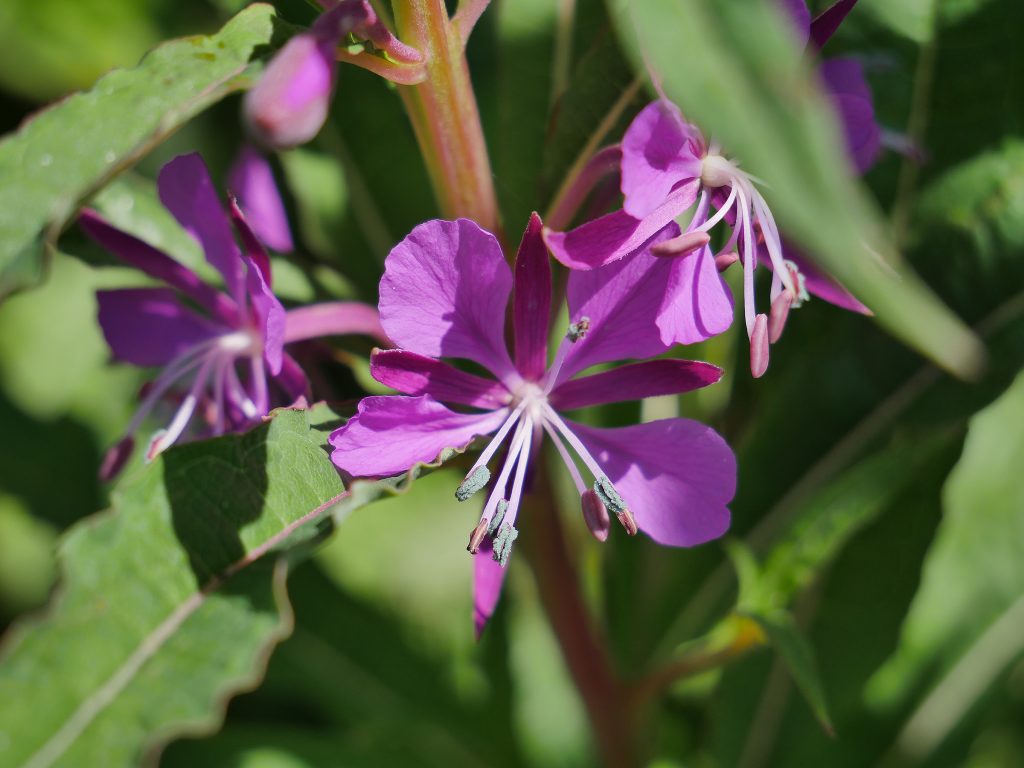 Rosebay willow herb tea