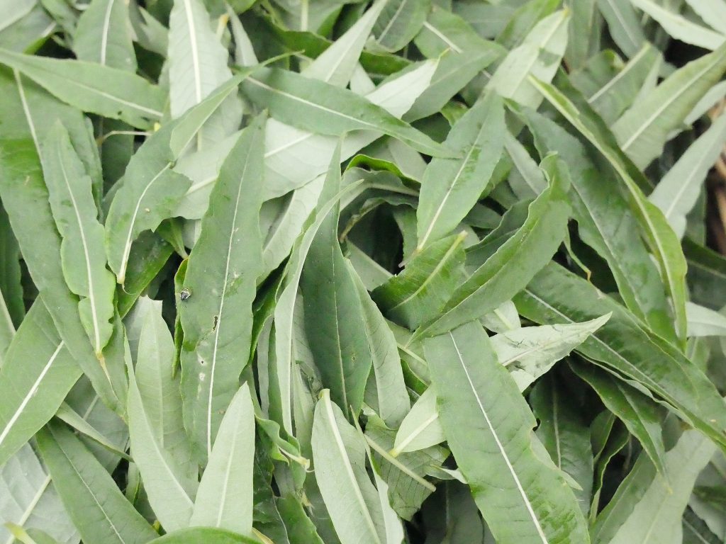 Rosebay willow herb tea