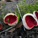 Scarlet Elf Cup