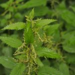 Stinging Nettles