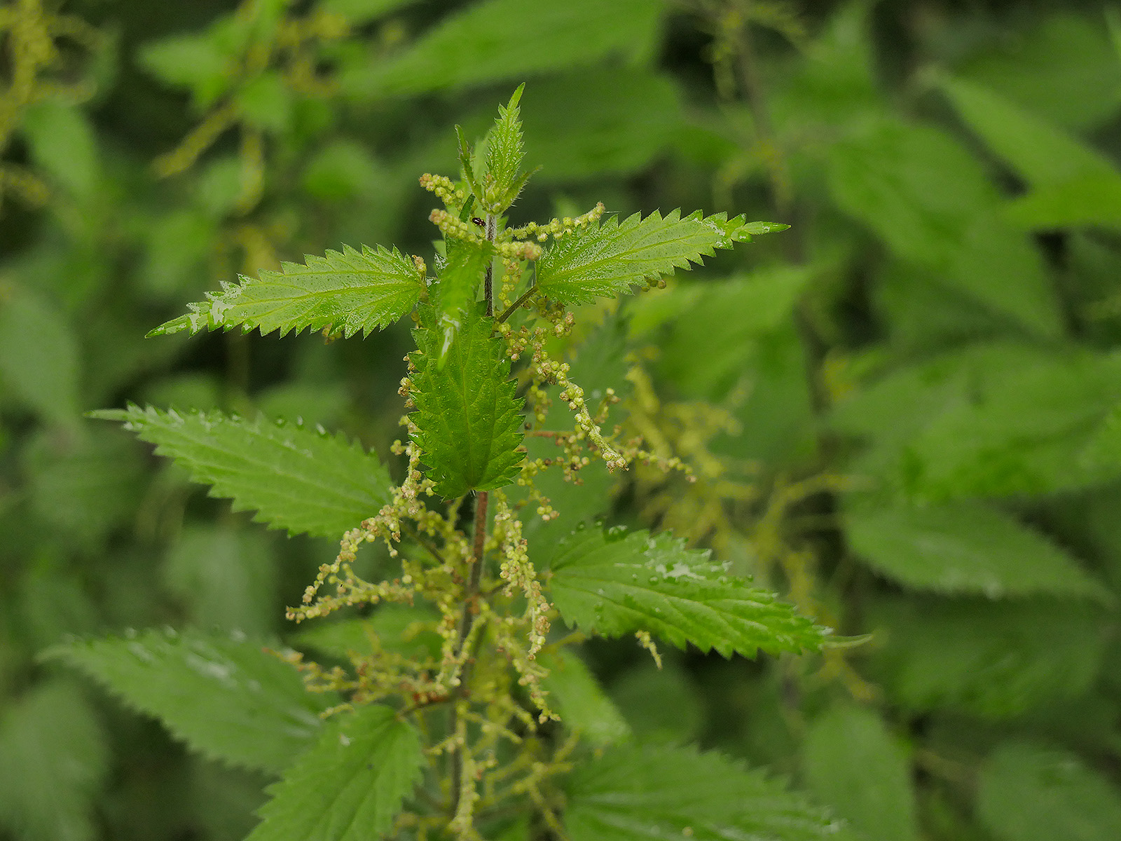 Stinging Nettles