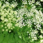 Ground Elder