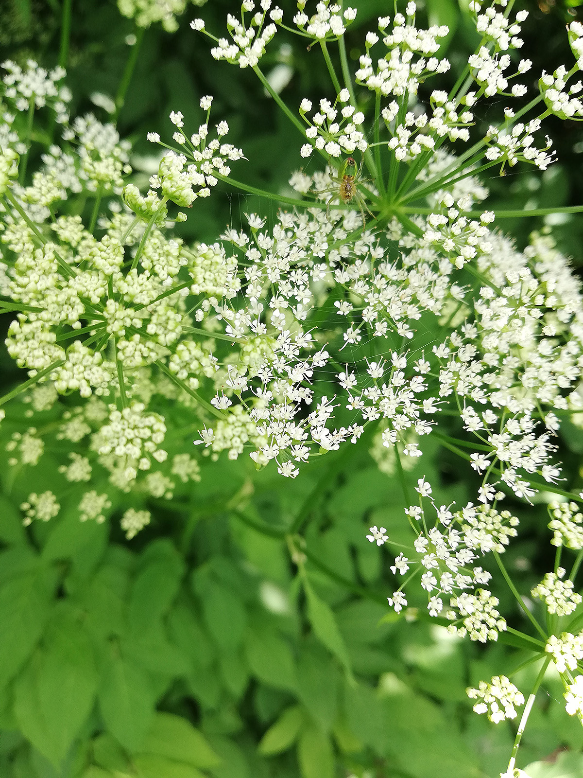 Ground Elder