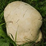 Giant Puffball