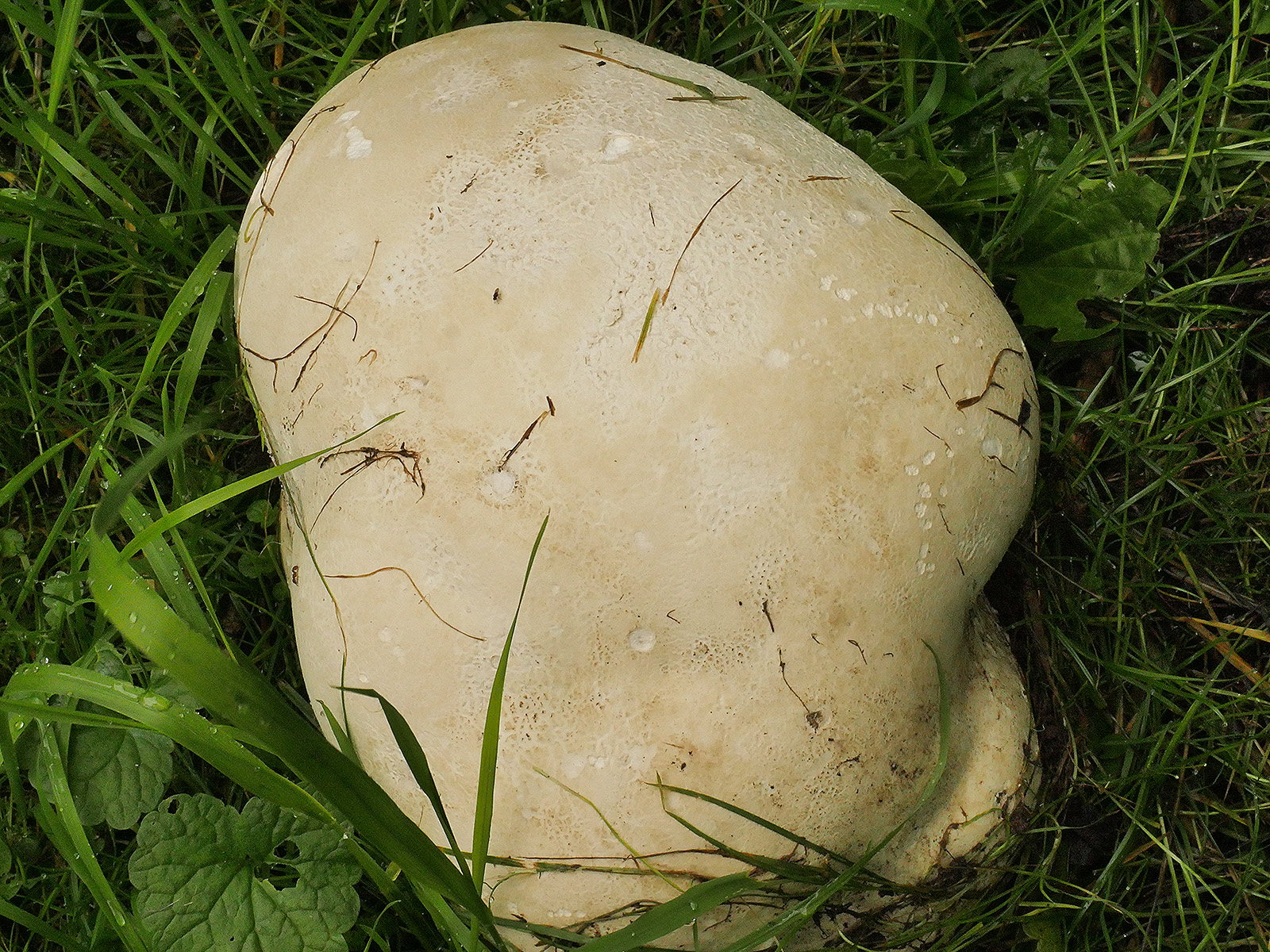 Giant Puffball