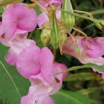 Himalayan-balsam