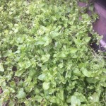 Chickweed