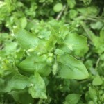 Chickweed