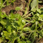 Chickweed