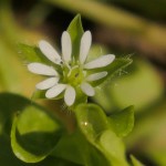 Chickweed