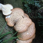 Dryad's Saddle