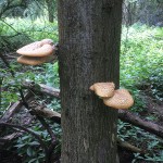 Dryad's Saddle