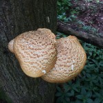 Dryad's Saddle