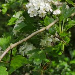 Hawthorn