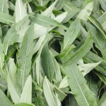 Rosebay willow herb tea