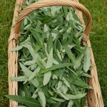 Rosebay willow herb tea