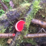 Scarlet Elf Cup