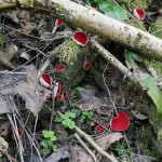 Scarlet Elf Cup