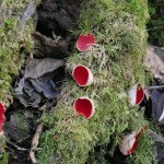 Scarlet Elf Cup