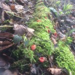 Scarlet Elf Cup