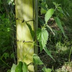 Stinging Nettles
