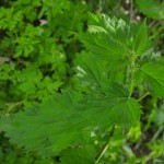 Stinging Nettles