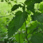 Stinging Nettles