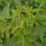 Stinging Nettles