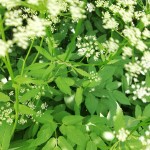 Ground Elder