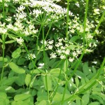 Ground Elder