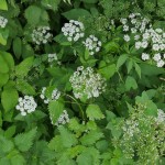 Ground Elder