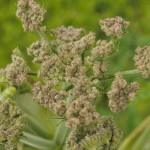 Hog Weed