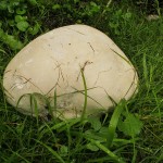 Giant Puffball